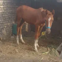 اسب عربی ۶ماهه.