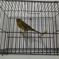 قناری رسمی بلند|پرنده|مشهد, منزل آباد|دیوار