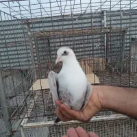مخمل طاووسی ماده