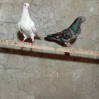 کبوتر(کفتر) پرشی