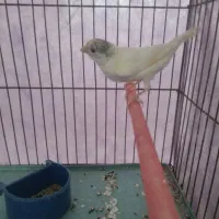 ماده قناری سروستان