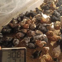 حراج جوجه محلی یک ماه و نیم فقط۱۴۵تومن