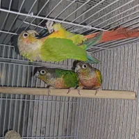گرینچیک