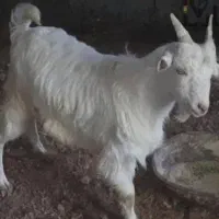 فروش کهره نر