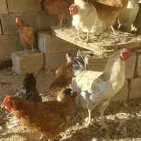 مرغ های جوان وتخم گذار