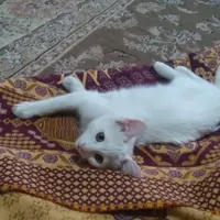 بچه گربه ملوس خوشگل|گربه|شاهین‌شهر, ۹ دی|دیوار