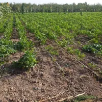 نهالستان رشت گیلک نهال خاص|خدمات باغبانی و درختکاری|رشت, آب آسیاب|دیوار