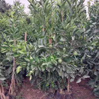 فروش یکجا نهالهای نارنج و پرتقال باردار و بدون بار|خدمات باغبانی و درختکاری|قائم‌شهر, |دیوار