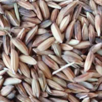 فروش شلتوک عنبر  بذری منی فقط ۹۵۰۰هزارتوما