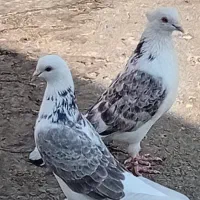 کفتر