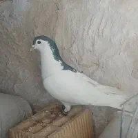 سه تا کبوتر