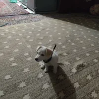 سگ پا کوتاه اشپیتز|سگ|مشهد, بهمن|دیوار