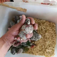 طوطی گرینچیک سرلاکی در رنگ های کلکسیونی|پرنده|قائمشهر, |دیوار