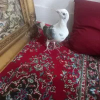 گراف|پرنده|مشهد, علی آباد|دیوار