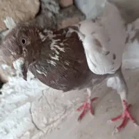 کفتر سینه ای قیمت مقطوع