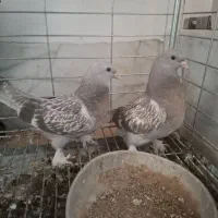 ترکیه ای بزن.خون خالص|پرنده|میبد, |دیوار