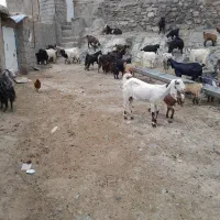 بز شیری