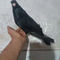 صرب نر|پرنده|مسجد سلیمان, |دیوار