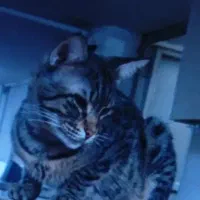 گربه گم شده