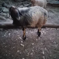 قوچ گله|حیوانات مزرعه|مارگون, |دیوار