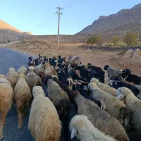 کره خر گله ای