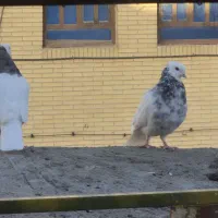 طوقی الماسی