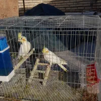 عروس هلندی معاوضه بامرغ|پرنده|دزفول, |دیوار