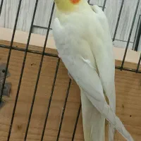 عروس هلندی لوتینو|پرنده|قمرود, |دیوار