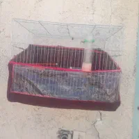 قفس پرنده ،سایز بزرگ با تمام وسایل
