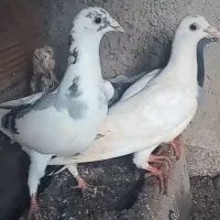 ۶ عدد کبوتر دورگ