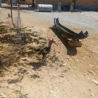خروس لاری|حیوانات مزرعه|صحنه, |دیوار