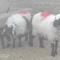 تعدادمیش وچبوش بزغاله ماده قیمت3550