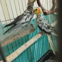 ۳ تا بچ عروس هلندی|پرنده|نورآباد, |دیوار