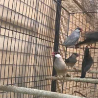 فنچ نرگسی|پرنده|یزد, |دیوار