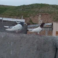 یک جفت کله دار