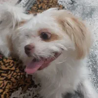 سگ شیتزو شناسنامه دار|سگ|قزوین, |دیوار