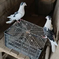 ی جفت دمگیر