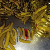 پخش خیارشور فله و حلب