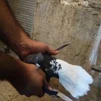ماده اشعل|پرنده|اهواز, کوی نیرو|دیوار