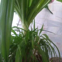 سلام گل سوسن بزرگ با پاجوش فراوان|گل و گیاه طبیعی|اردکان, |دیوار