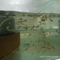 انواع ماهی گیاخوار|ماهی|قم, جوی شور|دیوار