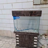اکواریم