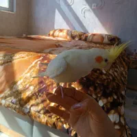عروس هلندی|پرنده|دلیجان, |دیوار