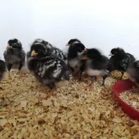 جوجه زینتی از مولد وارداتی