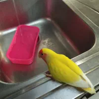 طوطی برزیلی مولد خوشرنگ (کارداده تضمینی)|پرنده|تهران, اتابک|دیوار