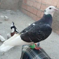 مجسمه کفتر حتما اگهی بخان