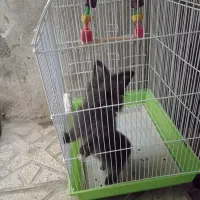 خرگوش لوپ اهلی خیلی شیطون بلا دوست داشتنی
