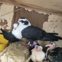 کبوتر مخمل سیاه خشمزی نروماده جوان با جوجه سالم
