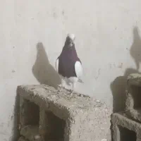 چپ سیاه و طوقی