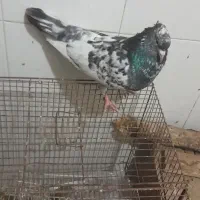 چند کبوتر نر و ماده به قیمت